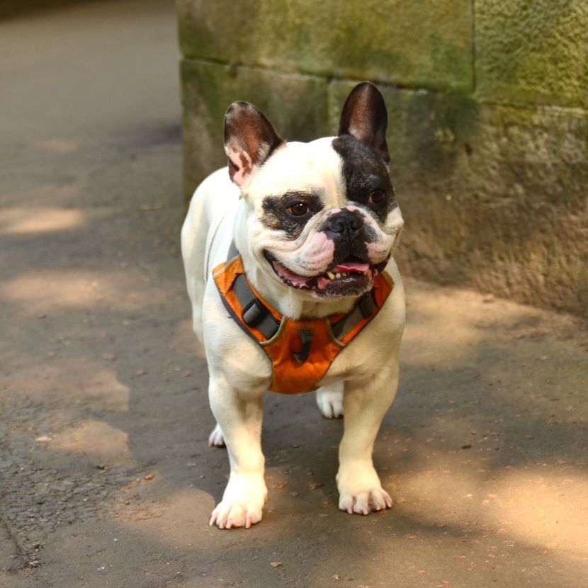 Peitorais para cães Peitorais para cães
